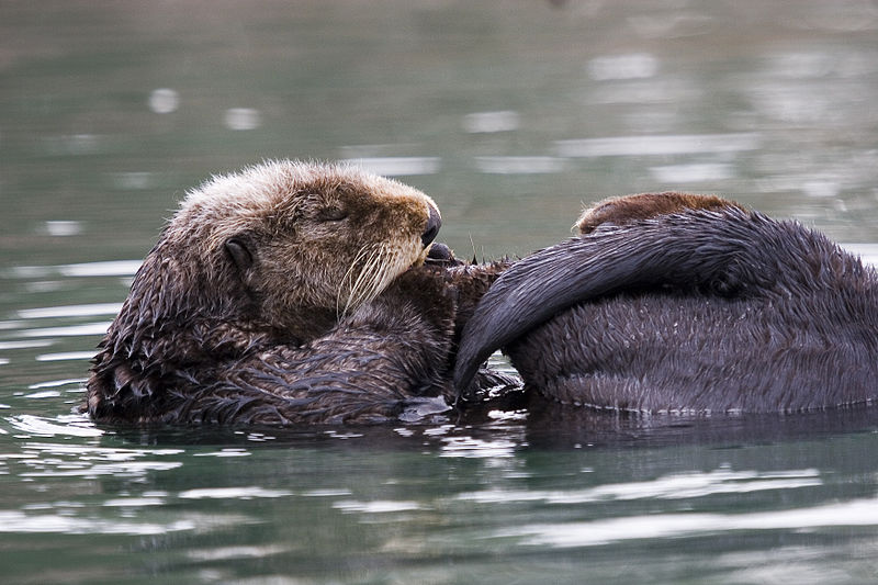 D Finition Loutre De Mer Enhydra Lutris